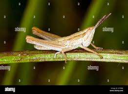 Attēlu rezultāti vaicājumam “Omocestus viridulus”