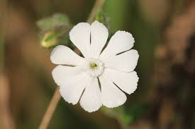 Image result for Lychnis coronaria alba