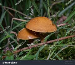 Attēlu rezultāti vaicājumam “Suillus bovinus”