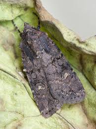 Attēlu rezultāti vaicājumam “Euxoa nigricans”