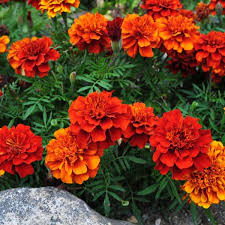 Attēlu rezultāti vaicājumam “Tagetes flower”