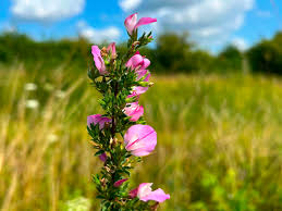 Attēlu rezultāti vaicājumam “Ononis arvensis flower”