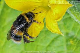 Attēlu rezultāti vaicājumam “Bombus terrestris”