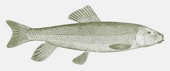 Image result for Catostomus commersonii