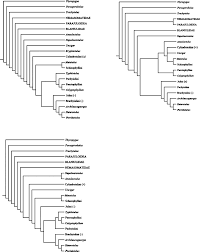 Attēlu rezultāti vaicājumam “Ommatoiulus vilnensis”
