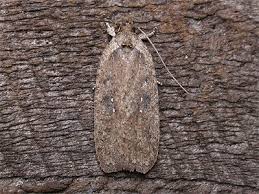 Attēlu rezultāti vaicājumam “Agonopterix ciliella imago”