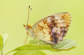 Attēlu rezultāti vaicājumam “Brenthis daphne underside”