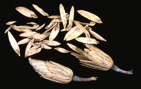 Attēlu rezultāti vaicājumam “Liriodendron tulipifera fruit”