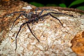 Attēlu rezultāti vaicājumam “Sparassidae”