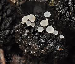 Attēlu rezultāti vaicājumam “Cudoniella clavus”