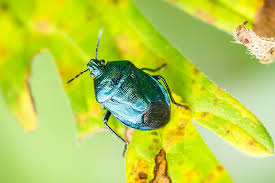 Attēlu rezultāti vaicājumam “Zicrona caerulea”