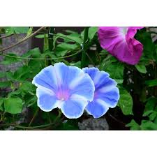 Image result for Ipomoea Lavender