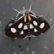 Attēlu rezultāti vaicājumam “Anania funebris”