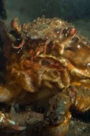 Image result for Hyas coarctatus