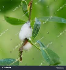 Attēlu rezultāti vaicājumam “Aphrophora nymph”