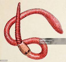 Attēlu rezultāti vaicājumam “Lumbricus terrestris”