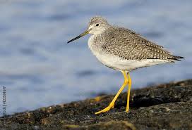 Image result for Tringa melanoleuca