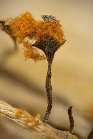 Attēlu rezultāti vaicājumam “Metatrichia floriformis stalked”