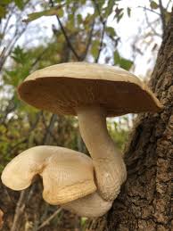 Attēlu rezultāti vaicājumam “Hypsizygus ulmarius”