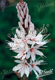 Image result for Asphodelus fistulosus