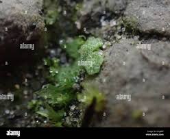 Attēlu rezultāti vaicājumam “Riccia cavernosa”