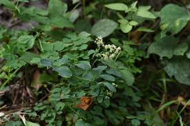 Attēlu rezultāti vaicājumam “Thalictrum minus”