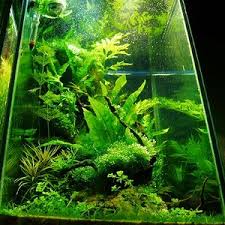 Attēlu rezultāti vaicājumam “Hildenbrandia rivularis”