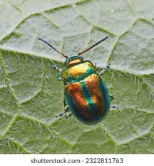 Attēlu rezultāti vaicājumam “Chrysolina fastuosa”