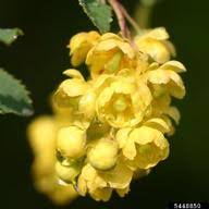 Attēlu rezultāti vaicājumam “Berberis vulgaris flower”