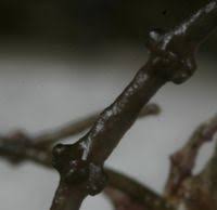 Attēlu rezultāti vaicājumam “Lemanea fluviatilis”