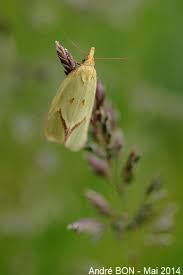 Attēlu rezultāti vaicājumam “Agapeta hamana”