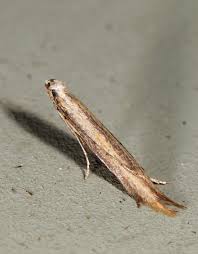 Attēlu rezultāti vaicājumam “Trichia contorta young”