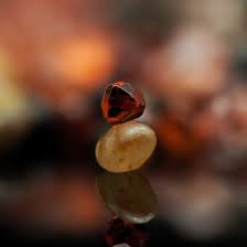 Attēlu rezultāti vaicājumam “Diderma roanense macro”