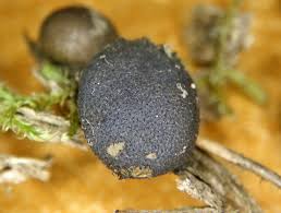 Attēlu rezultāti vaicājumam “Lycogala sphaeroconicum macro”