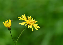 Attēlu rezultāti vaicājumam “Crepis paludosa flower”