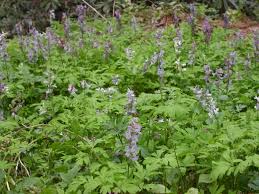 Attēlu rezultāti vaicājumam “Corydalis cava flower”