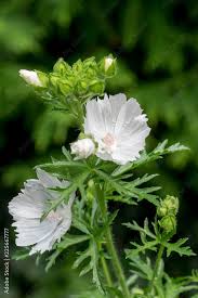 Attēlu rezultāti vaicājumam “Malva moschata bud”