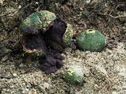 Attēlu rezultāti vaicājumam “Oligonema sp.”