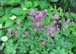 Image result for Astrantia majon `Abbey Road`