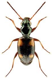 Attēlu rezultāti vaicājumam “Bembidion sp.”