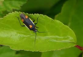 Attēlu rezultāti vaicājumam “Capsodes gothicus”