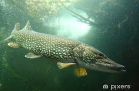 Image result for Esox lucius