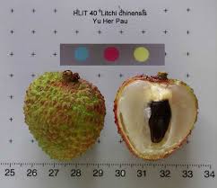 Image result for Litchi chinensis