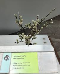 Attēlu rezultāti vaicājumam “Salix lapponum”