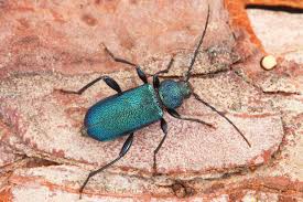 Attēlu rezultāti vaicājumam “Callidium violaceum”