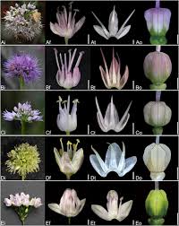 Attēlu rezultāti vaicājumam “Allium cepa flower”
