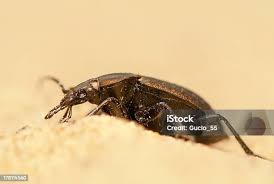 Attēlu rezultāti vaicājumam “Carabus arcensis”