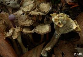 Attēlu rezultāti vaicājumam “Pseudocraterellus sinuosus”