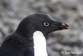 Image result for penguin