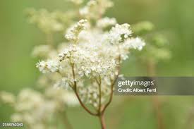 Attēlu rezultāti vaicājumam “Filipendula ulmaria  flower”